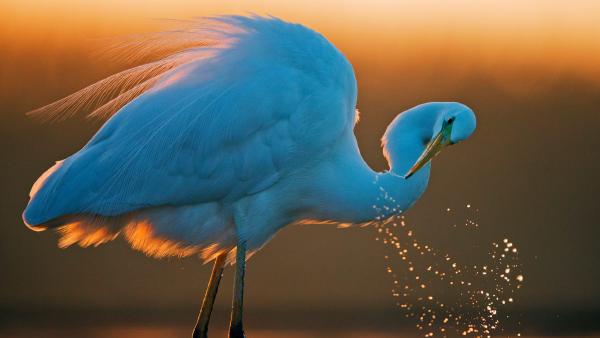 Great white egret, Hungary (© Markus Varesvuo/Nature Picture Library) Great white egret, Hungary (© Markus Varesvuo/Nature Picture Library)