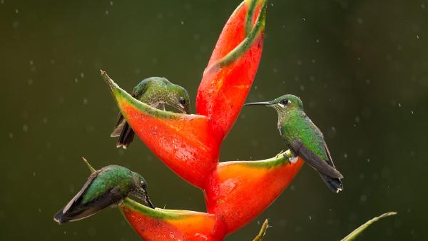 Green-crowned brilliant hummingbirds feeding on lobster-claw flowers, Costa Rica (© Paul Hobson/Nature Picture Library)