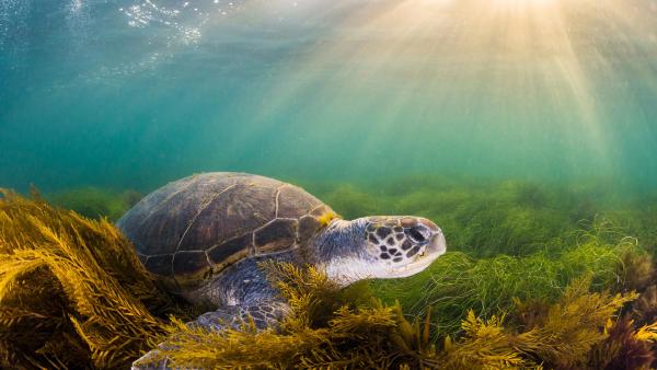 Green sea turtle, San Diego, California (© Ralph Pace/Minden Pictures)
