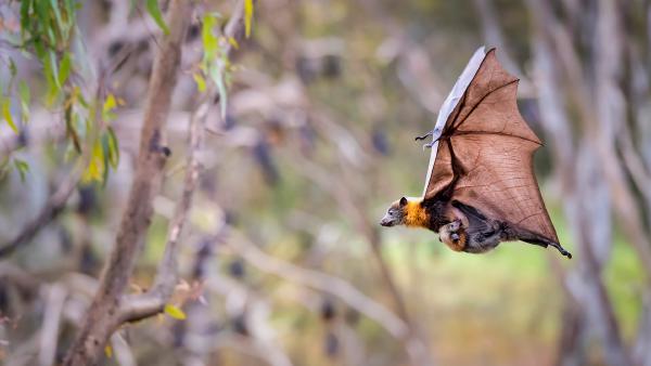 Grey-headed flying fox carrying her pup, Yarra Bend Park, Australia (© Doug Gimesy/Nature Picture Library)