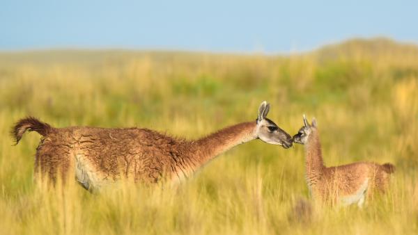 Guanaco mother and newborn baby in grassland, La Pampa Province, Argentina (©