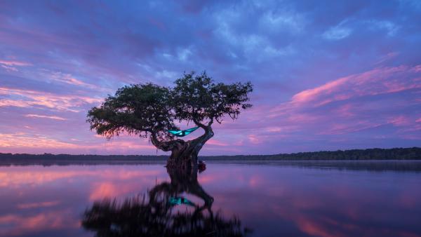 Hammock camping in a bald cypress tree, Florida (© Mac Stone/Tandem Stills +