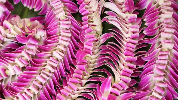 Hawaiian lei flower garlands (© Jotika Pun/Shutterstock)