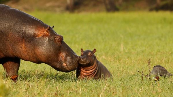 Hippopotamus mother and baby, Chobe National Park, Botswana (© jacobeukman/Getty