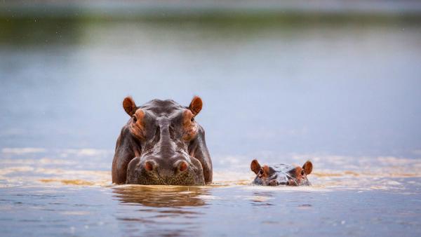 Hippopotamus mother and calf, South Luangwa National Park, Zambia (© Nature