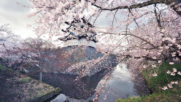 Hirosaki Castle with cherry blossoms, Hirosaki, Japan (© Glenn Waters/Getty Images)