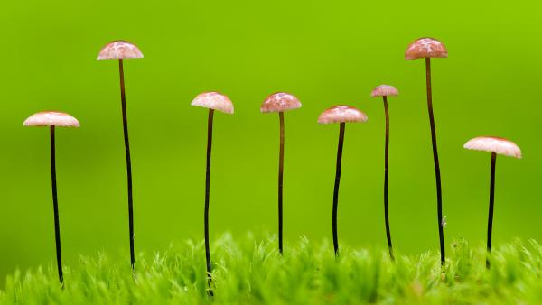 Horsehair parachute fungus, Belarus (© Máté/Nature Picture Library)