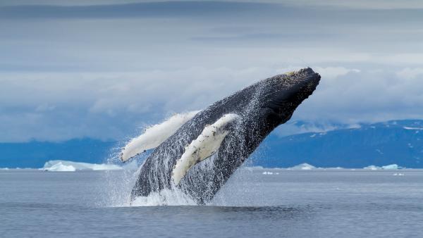 Humpback whale, Disko Bay, Greenland (© Paul Souders/DanitaDelimont.com)