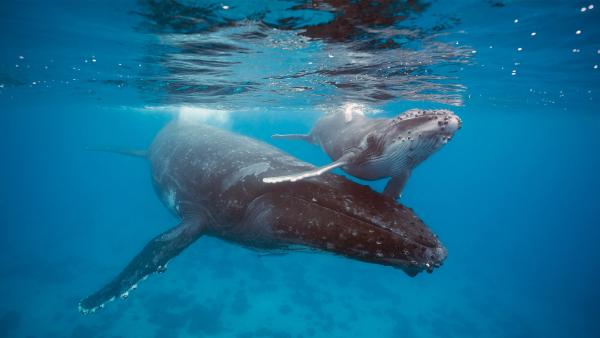 Humpback whale mother and calf, Tonga (© Chase Dekker/Minden Pictures)