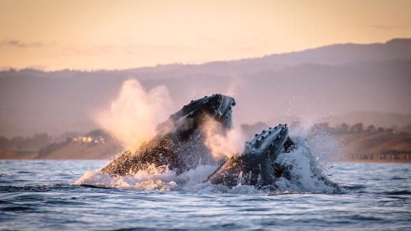 Humpback whales in Monterey Bay, California (© Kiliii Fish/Cavan Images)