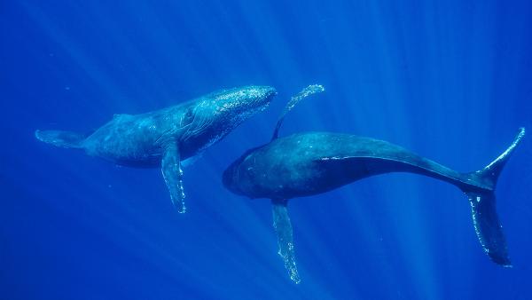 Humpback whales, Maui, Hawaii (© Flip Nicklin/Minden Pictures)