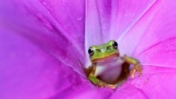Japanese tree frog in a pink morning glory (© Tetsuya Tanooka/Getty Images)
