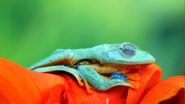 Javan tree frog (© kuritafsheen/Getty Images)