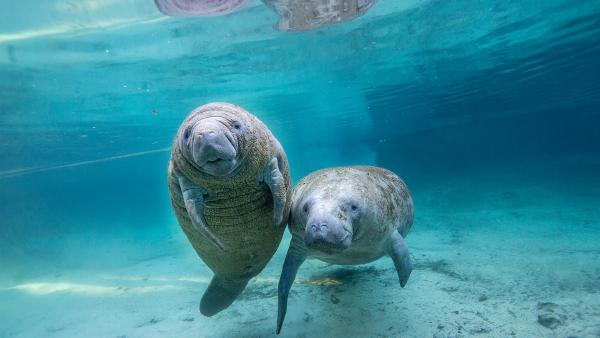 Juvenile manatees in a freshwater spring, Crystal River, Florida (© Gregory Sweeney/Getty Images)