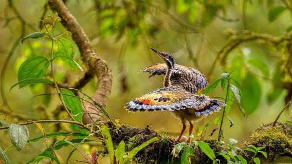 Juvenile sunbittern displaying at nest, Ecuador (© Andy Rouse/naturepl.com)