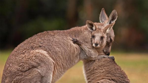 Kangaroo mother and baby (© Belle Ciezak/Shutterstock)