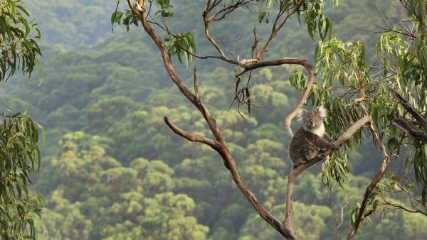 Koala in a eucalyptus tree, Great Otway National Park, Australia (© Jamie Lamb - elusive-images.co.uk/Getty Images) Koala in a eucalyptus tree, Great Otway National Park, Australia (© Jamie Lamb - elusive-images.co.uk/Getty Images)