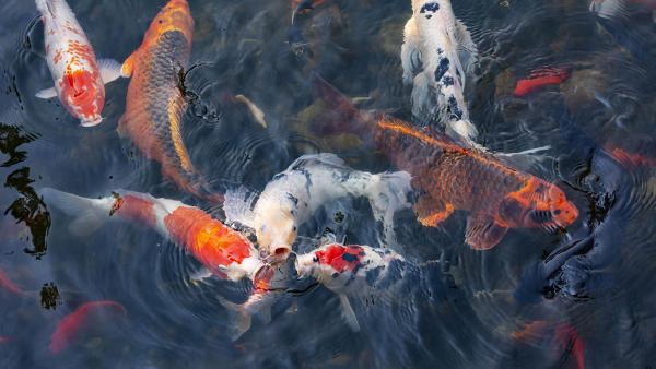 Koi fish, Lan Su Chinese Garden, Portland, Oregon (© Greg Vaughn/Getty Images)