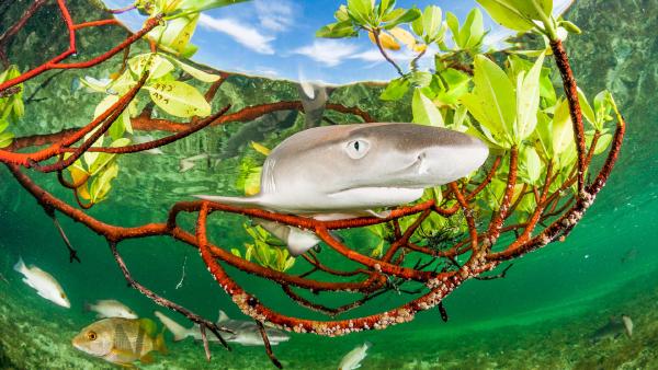 Lemon shark pup in mangrove forest, Eleuthera, Bahamas (© Shane Gross/Nature Picture Library)