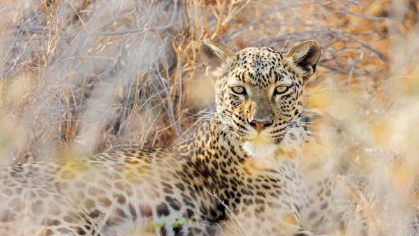 Leopard at Etosha National Park, Namibia (© Norbert Achtelik/Cavan Images)