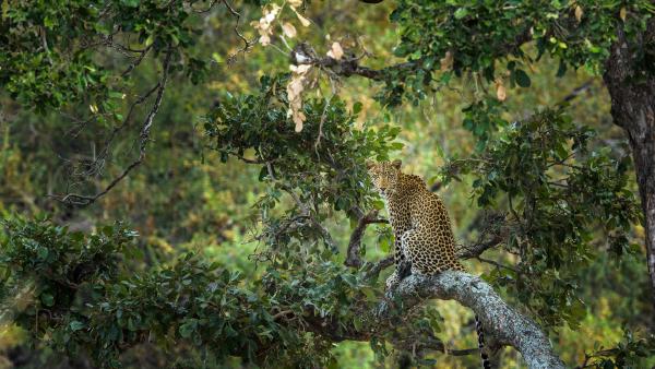 Leopard in a tree, Kruger National Park, South Africa (© Tonino De Marco/Minden