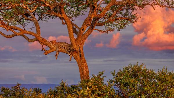 Leopard sleeping in a tree in savanna, Masai Mara National Reserve, Kenya (© Klein & Hubert/Nature Picture Library)