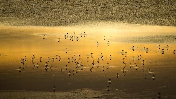Lesser flamingo flock at sunrise, Lake Magadi, Kenya (© Denis-Huot/Nature Picture Library)