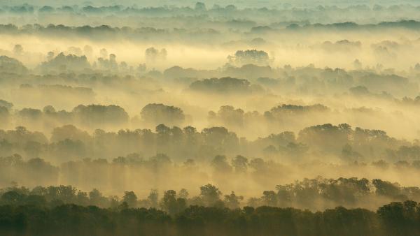 Letea Forest, Danube Delta, Romania (© Wild Wonders of Europe/Widstrand/Nature Picture Library)