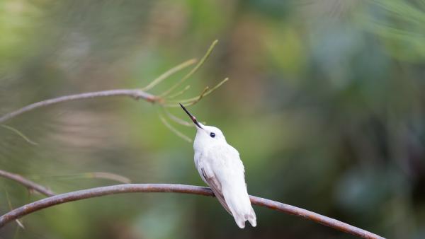 Leucistic Anna's hummingbird in the Australian Garden, UC Santa Cruz Arboretum,
