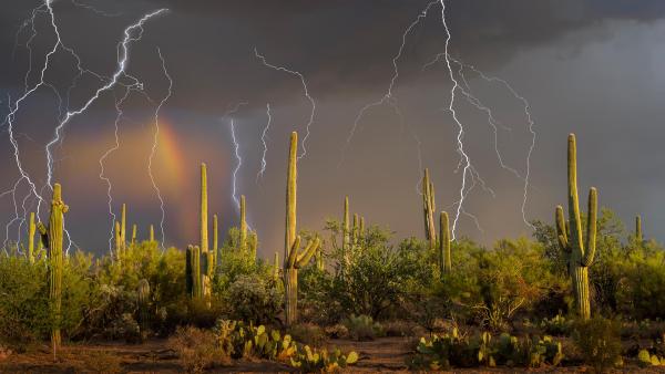 Lightning storm over saguaro cacti, Sonoran Desert, Arizona (© Jack Dykinga/Nature Picture Library)