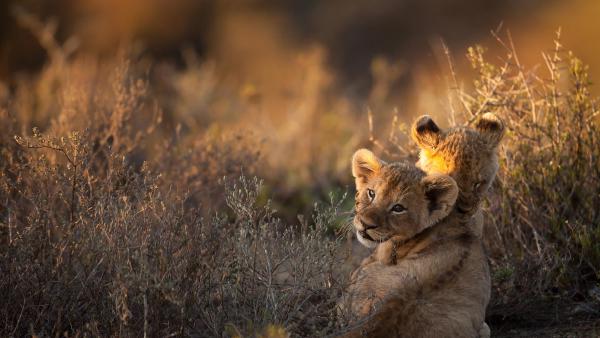 Lion cubs at sunrise, South Africa (© Ruan Springorum/Getty Images)