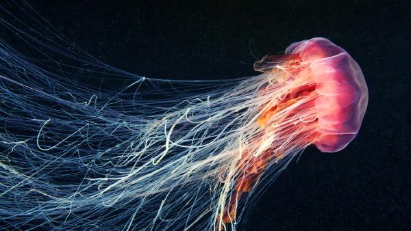Lion’s mane jellyfish swimming in the ocean (© Alexander Semenov Images/Shutterstock)