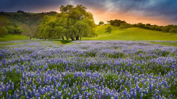 Lupine flowers in bloom, Northern California (© Jeffrey Lewis/Tandem Stills + Motion)