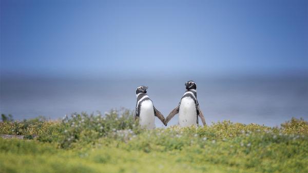 Magellanic penguins in the Falkland Islands (© Vicki Jauron, Babylon and Beyond Photography/Getty Images)