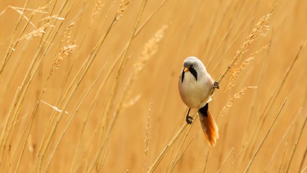 Male bearded reedling, Norfolk, England (© Andrew Sproule/Shutterstock)