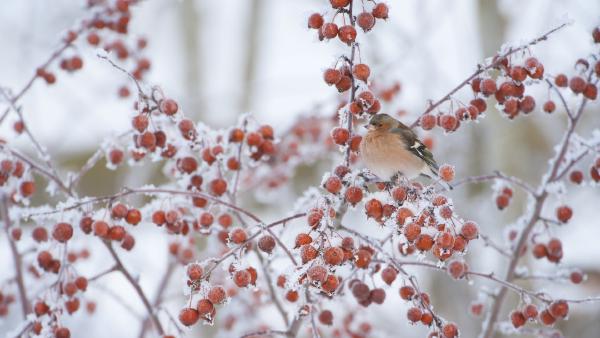 Male chaffinch perched on a crab apple tree in winter (© Mark
