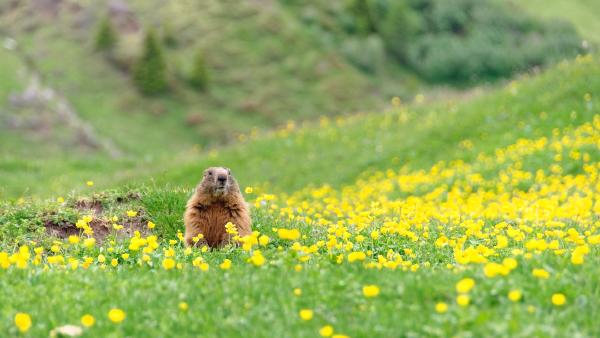 Marmot peeking out of its burrow (© Scacciamosche/Getty Images)