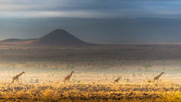 Masai giraffes, Amboseli National Park, Kenya (© Art Wolfe/DanitaDelimont.com)