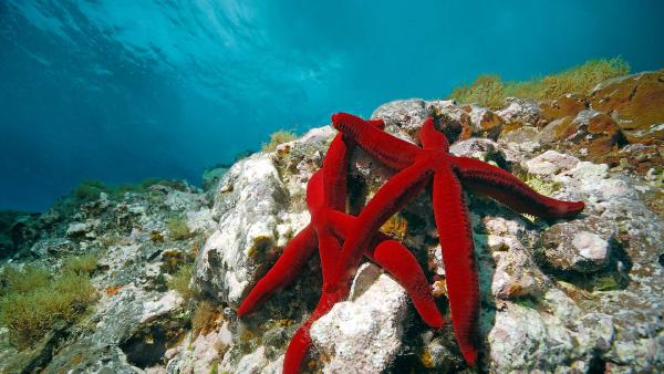 Mediterranean red sea stars, Mediterranean Sea (© Hans Leijnse/Minden Pictures)
