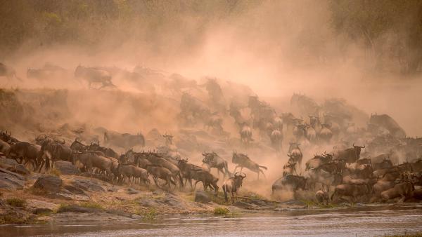 Migrating wildebeest crossing Mara River in Masai Mara, Kenya (© Manoj Shah/Getty Images)