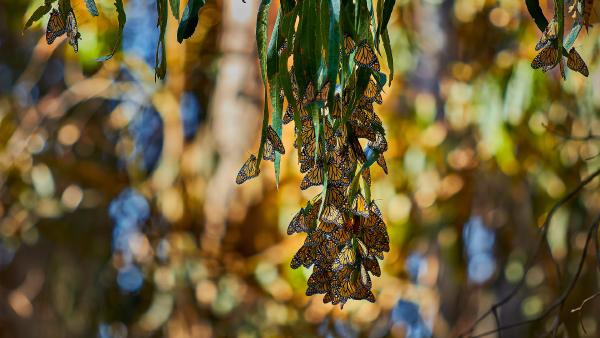 Monarch butterflies, Goleta, California (© Craig Rademacher/500px/Getty Images)