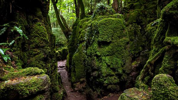 Moss-covered rocks in Puzzlewood, Forest of Dean, Gloucestershire, England (© Fulcanelli_AOS/Getty Images)