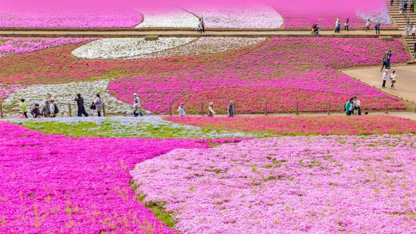 Moss pink displays at Hitsujiyama Park, Saitama Prefecture, Japan (© Takashi