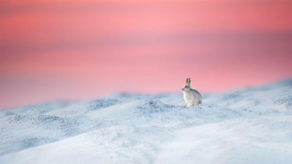 Mountain hare in Derbyshire, England (© Ben Hall/Minden Pictures)