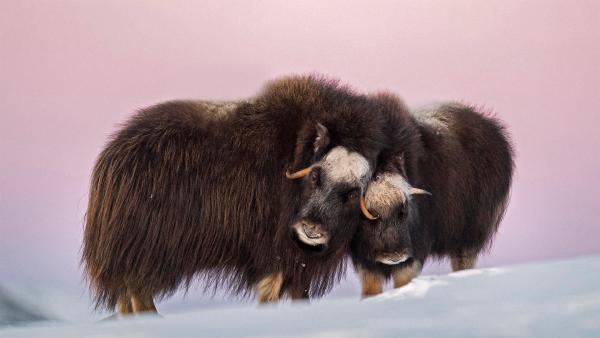 Muskox mother and calf in Dovre-Sunndalsfjella National Park, Norway (© Robert