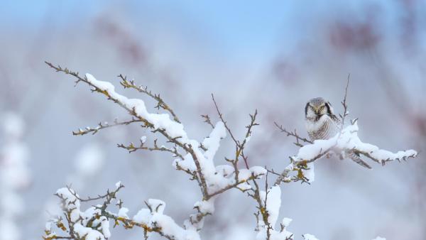 Northern hawk-owl (© Remo Savisaar/Alamy)