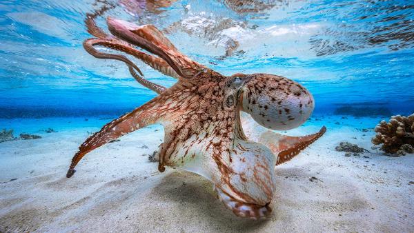 Octopus in defensive posture, Mayotte, Indian Ocean (© Gabriel Barathieu/Minden Pictures)
