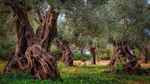 Old olive grove in the Serra Tramuntana range, Majorca, Spain (© cinoby/Getty