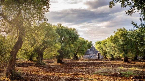 Olive grove, Valle d'Itria, Puglia, Italy (© Massimo Santi/Shutterstock)