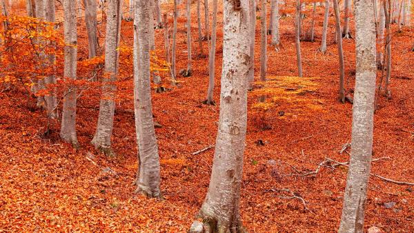 Peña Roya beech forest, Moncayo Natural Park, Zaragoza, Aragon, Spain (© David Santiago Garcia/DEEPOL by plainpicture)